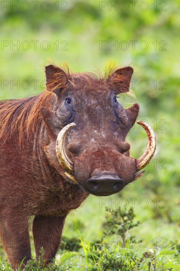 Warthog (Phacochoerus aethiopicus) Aberdare National Park Kenya