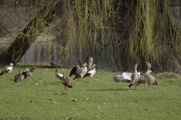 Nile geese on the banks of the Neckar, Nile goose (Alopochen aegyptiaca), Neckar, Neckar valley,