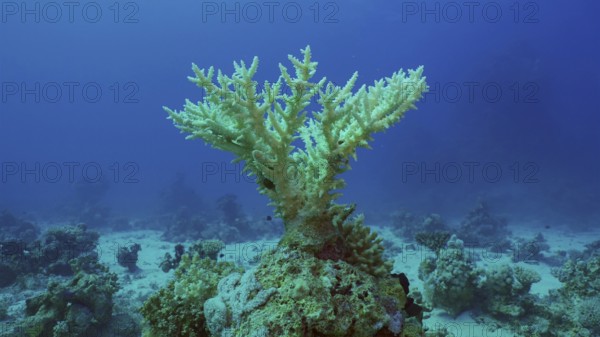 Bleached Hard Table Coral Acropora. Bleaching and death of corals from excessive seawater heating