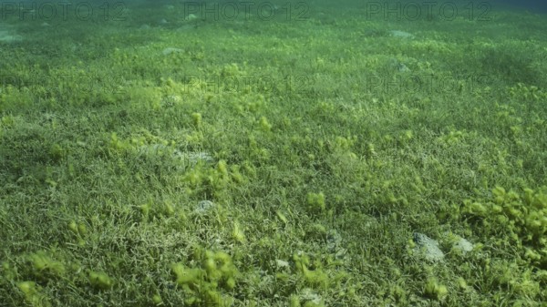 Seabed covered with green seagrass. Seagrass meadow with blooming green Round Leaf Sea Grass or