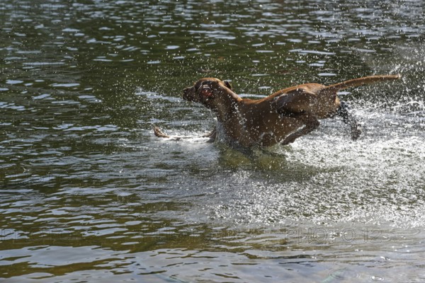 Dog jumping into the water with lots of splashing, fun and refreshment at the lake in the hot
