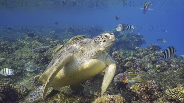 Great Green Sea Turtlle (Chelonia mydas) on top of coral reef around floats school of tropical fish