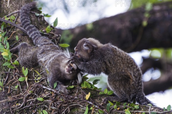 Beautiful marmoset monkey (Callithrix jacchus) found in large quantities in the city of Salvador in