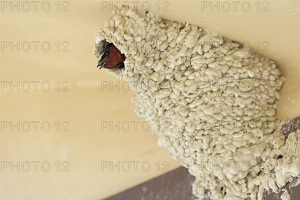 Cliff Swallow, Nest, USA, North America