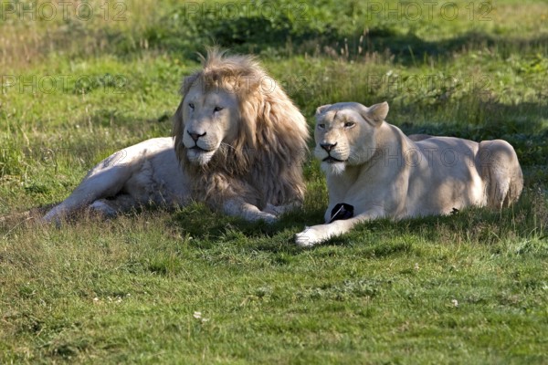 WHITE LION (panthera leo) krugensis, PAIR LAYING DOWN ON GRASS
