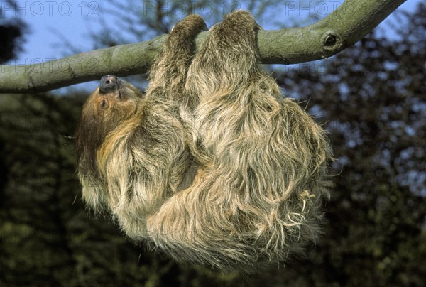Two Toed Sloth (choloepus didactylus), Adult hanging from Branch