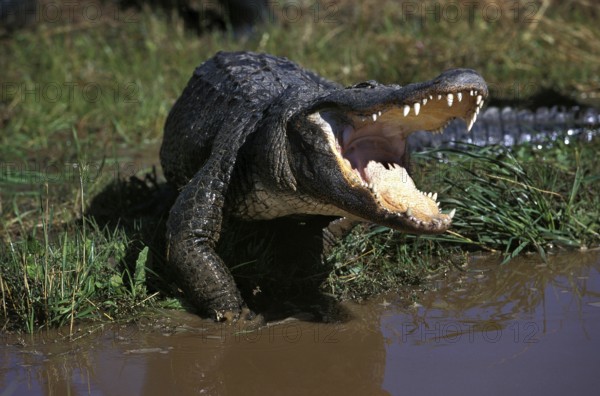 American Alligator, alligator mississipiensis, Adult with Open Mouth in Defensive Posture
