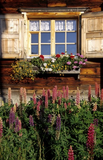 CH-Plessur-Alps, Switzerland Garden and flower window at Berghaus Scära