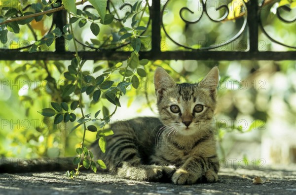 Young domestic kitten, GR-Lesbos