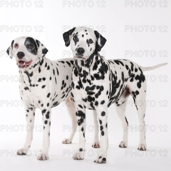 Dalmatian, males, 8 and 11 years old