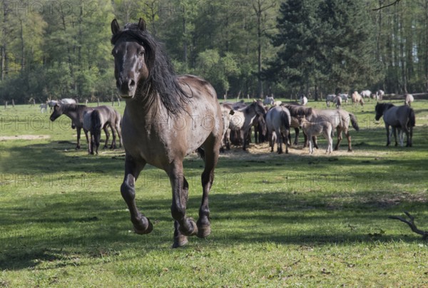 Konik stallion, stud, rear herd with Dülmen mares, Merfelder Bruch, Dülmen, North Rhine-Westphalia,