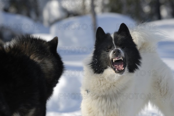 Eskimo dog, male, Northwest Territories, growling, snarling, Canada, North America