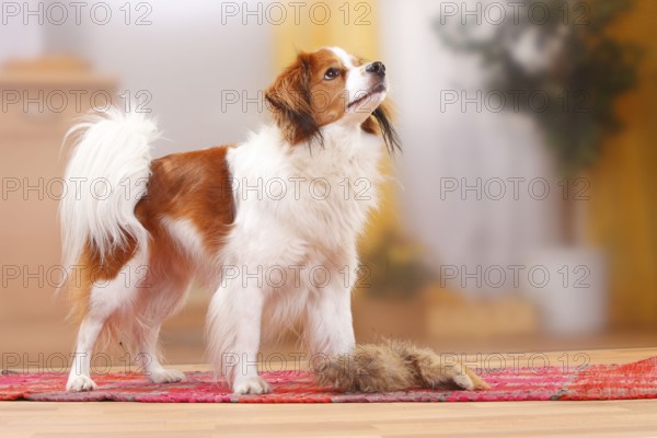 Kooikerhondje, male dog, carpet, toy, retrieve, dummy, expectant