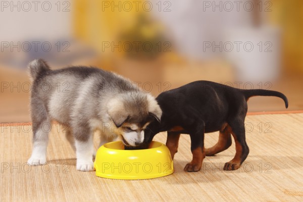 Alaskan Malamute, puppy, 6 weeks, and Doberman, 5 weeks, food bowl, bowl, food envy