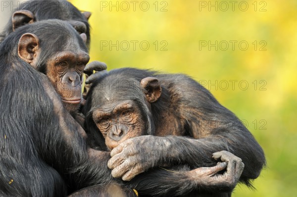 Common Chimpanzee (Pan troglodytes)