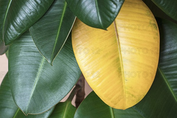 Yellow leaf on green (Ficus elastica), houseplant care