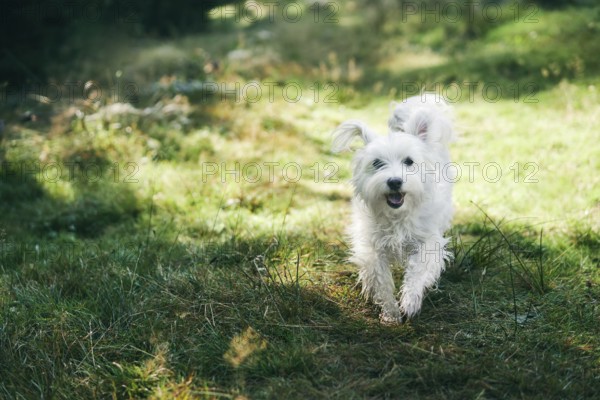 White adorable dog running in forest on sunny day. Pets concept