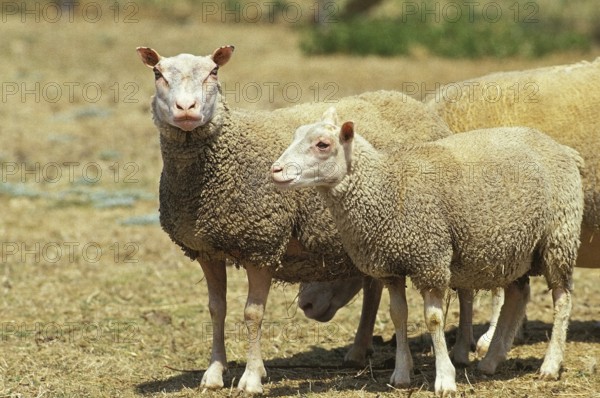 Charmois domestic sheep, a French breed