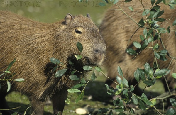 Capybara (hydrochoerus hydrochaeris), adults eating leaves, Pantanal in Brazil