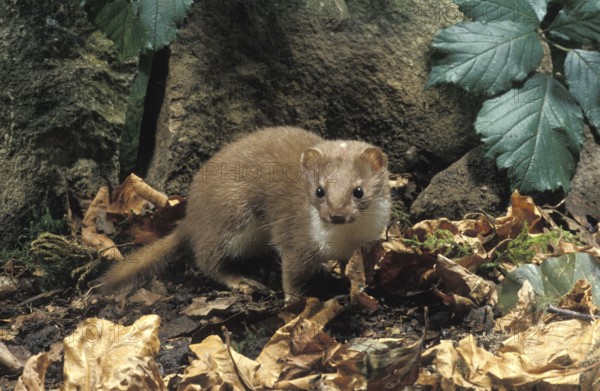 Least weasel (mustela nivalis), adult in dry foliage, Normandy