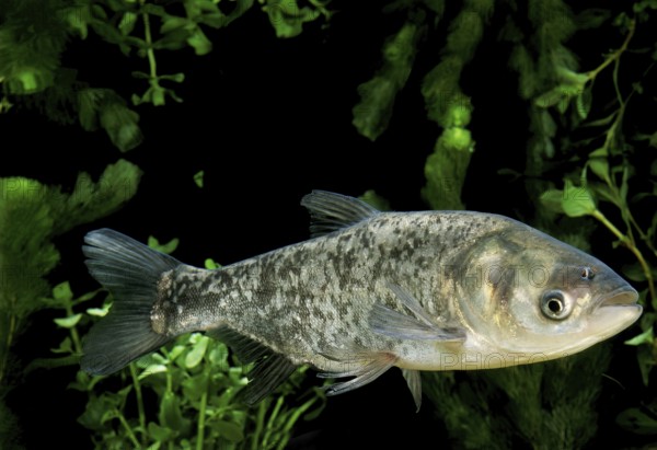 Silver carp (hypophthalmichthys molitrix), Tolstolob, Silver Amur, Tolstolobs, Silver Amurs,
