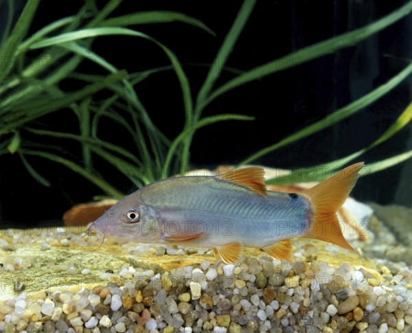 BLUE LOACH OR BLUE BOTIA (botia modesta)