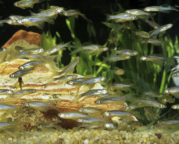 Zebrafish (brachydanio rerio) (Brachydanio rerio), Zebrafish, Animals, Other animals, Fishes,