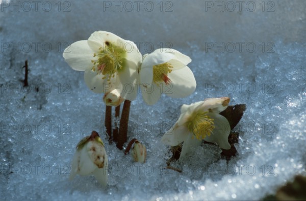 Helleborus (Helleborus niger)