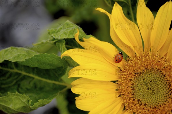 Ladybird on sunflower (Helianthus annuus) in the garden Sunflower