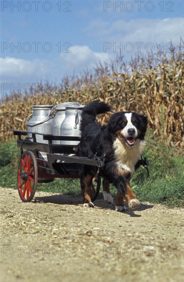 Bernese mountain dog pulling a cart with milk cans