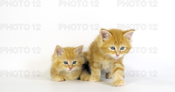 Cream Blotched Tabby Maine Coon Domestic Cat, Kittens against White Background, Normandy in France