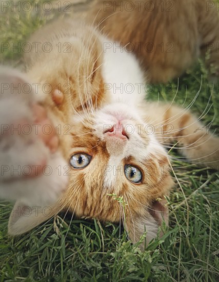 Playful orange kitten lying upside down on the green grass. Little ginger cat cute scene outdoors