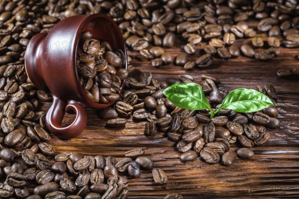 Coffee beans poured from the cup and leaves