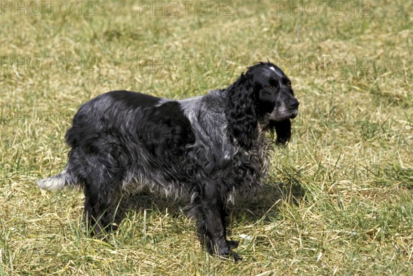 Blue Picardy Spaniel Dog on Grass
