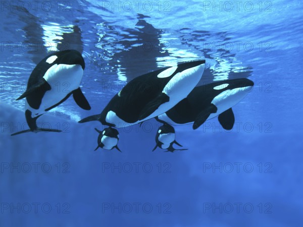 Killer Whale (orcinus orca), Females with calf
