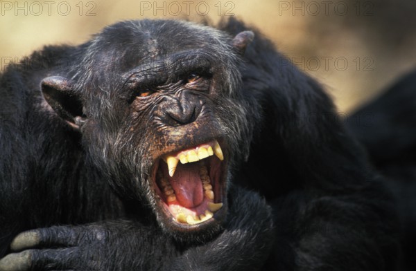 Chimpanzee (pan troglodytes), Adult with Open Mouth, Defensive Posture