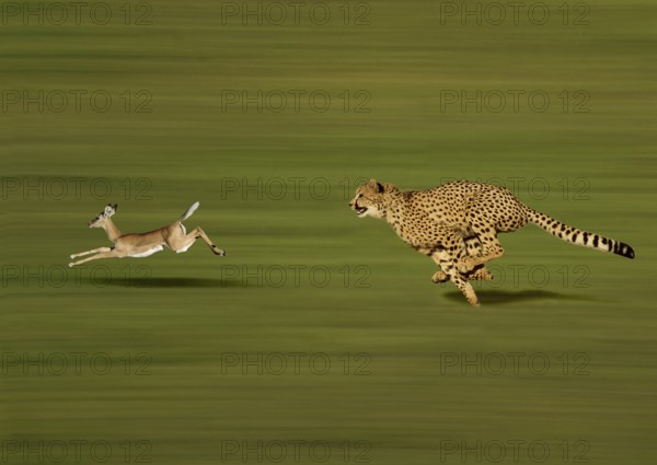 CHEETAH (acinonyx jubatus), Adult hunting a Thomson's Gazelle, gazella thomsoni