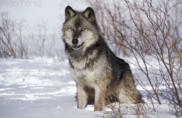 North American mackenzie valley wolf (canis lupus occidentalis), adult on snow, Canada, North