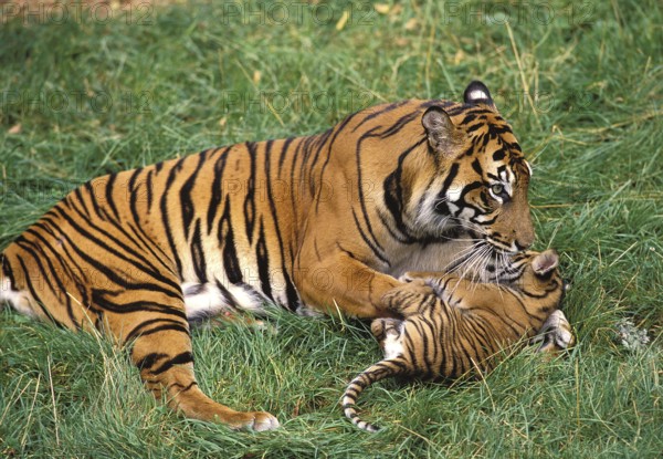 Sumatran tiger (panthera tigris sumatrae), FEMALE PLAYING WITH DICE