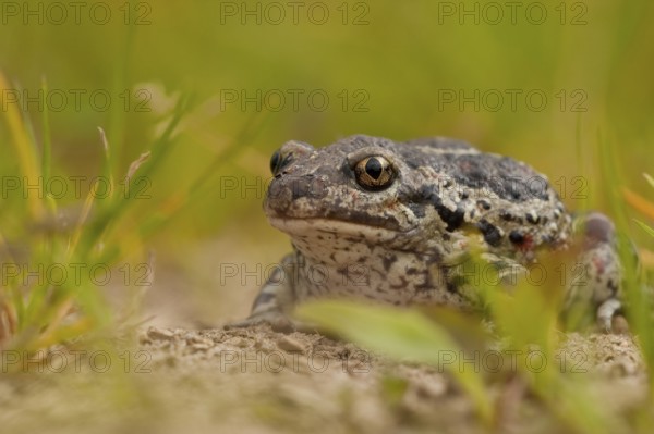 Common spadefoot (Pelobates fuscus) Rhineland-Palatinate, Germany, Europe