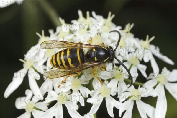 Dolichovespula sylvestris (Dolichovespula sylvestris), Germany, Europe