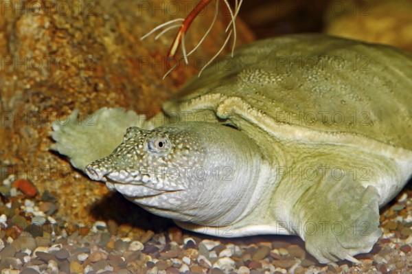 Chinese soft-shelled turtle (Trionyx sinensis)