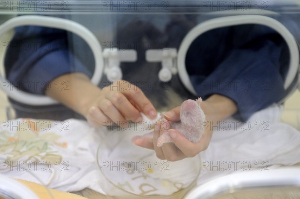 Keeper stimulates digestion of giant panda young, 5 days, Bifengxia Breeding and Conservation