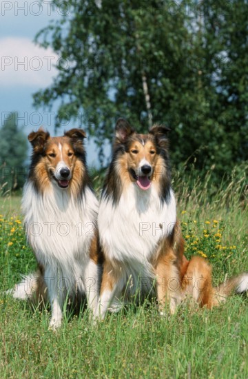 Collies, Scottish Shepherd Dog