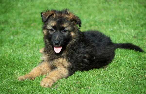 German shepherd, puppy, 8 weeks, Alsatian