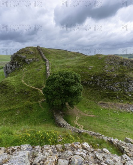 A view of the landmark Sycamore Gap on Hadrian's Wall in northern England