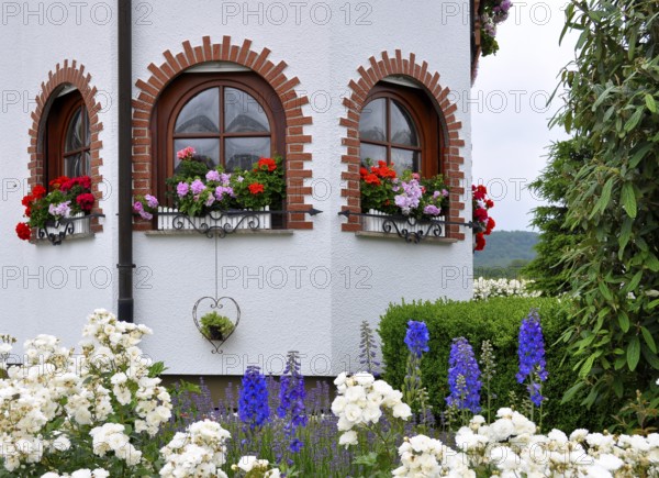 Garden with house, arched window with flowers, geraniums at the window outside, white roses in the