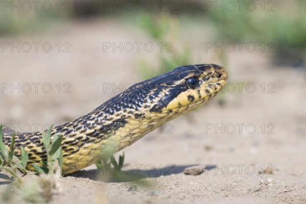 Four-lined Snake (Elaphe quatuorlineata), Bulgaria, Europe