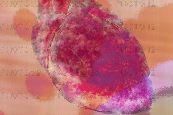 The organ heart is a pump and a hollow muscle with 4 chambers