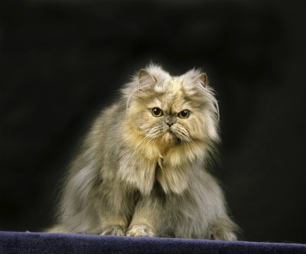 Smoke Persian Domestic Cat, Adult sitting against Black Background